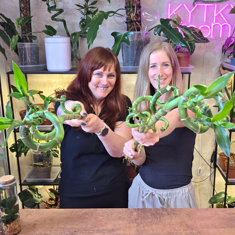 Bambus LUCKY BAMBOO mix